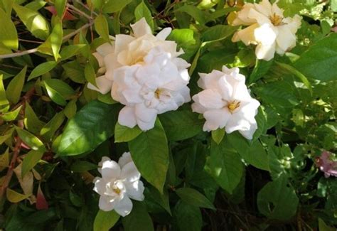 Guía completa para el cuidado de una gardenia: consejos y trucos para.